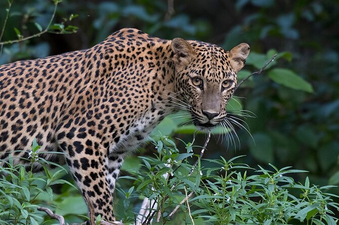 Special leopards safari Yala National park - 04.30 am to 11.30 am - Booking details worth checking before dawn