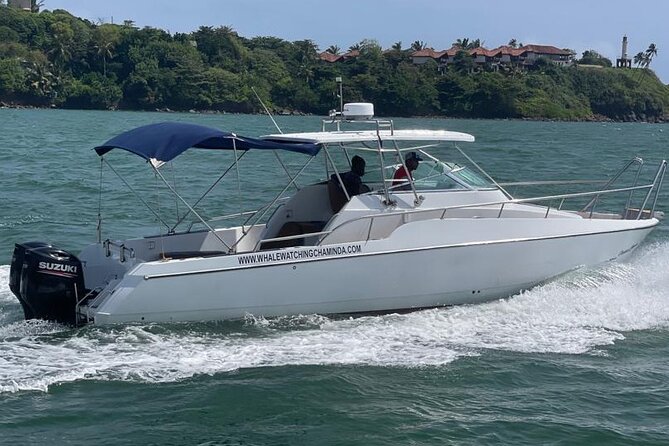 Sports Boat- Private Whale Watching Trip( free breakfast & paid pick-up) - Blue whales and the search for marine life
