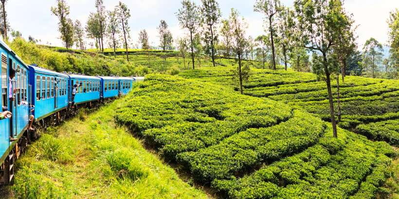 Sri Lanka: 2-Day wildlife tour; rainforest and National park - A fast route from rainforest to safari country