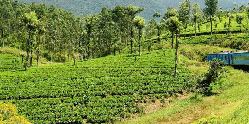 Sri Lanka: 2-Day wildlife tour; rainforest and National park - Sinharaja rainforest, three to four hours among smaller creatures