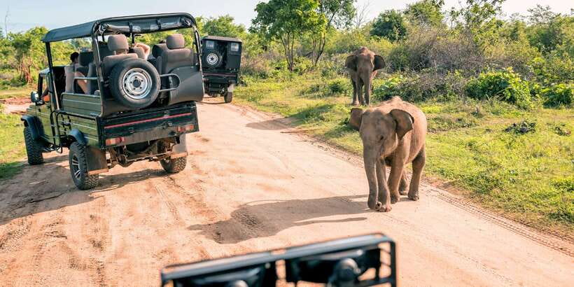 Sri Lanka: 2-Day wildlife tour; rainforest and National park - The Ella to Nuwara Eliya blue train