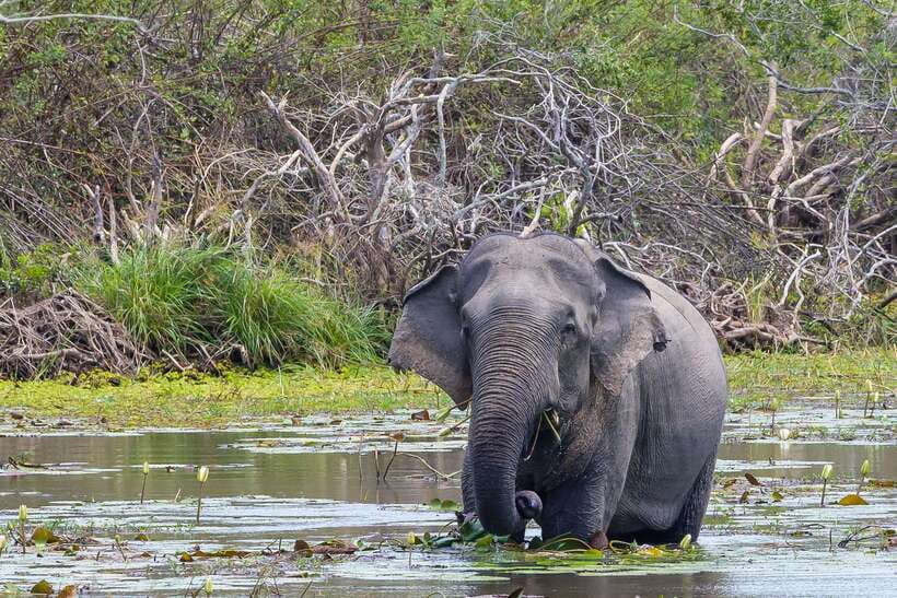 Sri Lanka: 4N5Day guided FULL TOUR with hotel accommodations - What the $444 price really covers