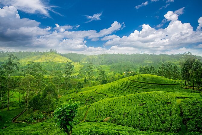 Sri Lanka 7 Days Tour - Why a private driver makes this route workable