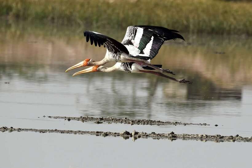Sri Lanka Bentota: Private Mangrove Lagoon and River Cruise - Key points to know before you go