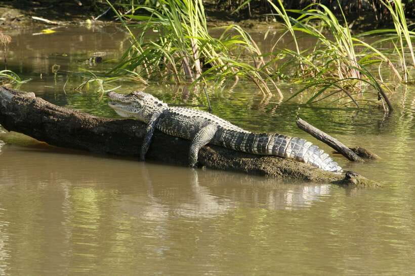 Sri Lanka Bentota: Private Mangrove Lagoon and River Cruise - Who will enjoy this Bentota cruise most