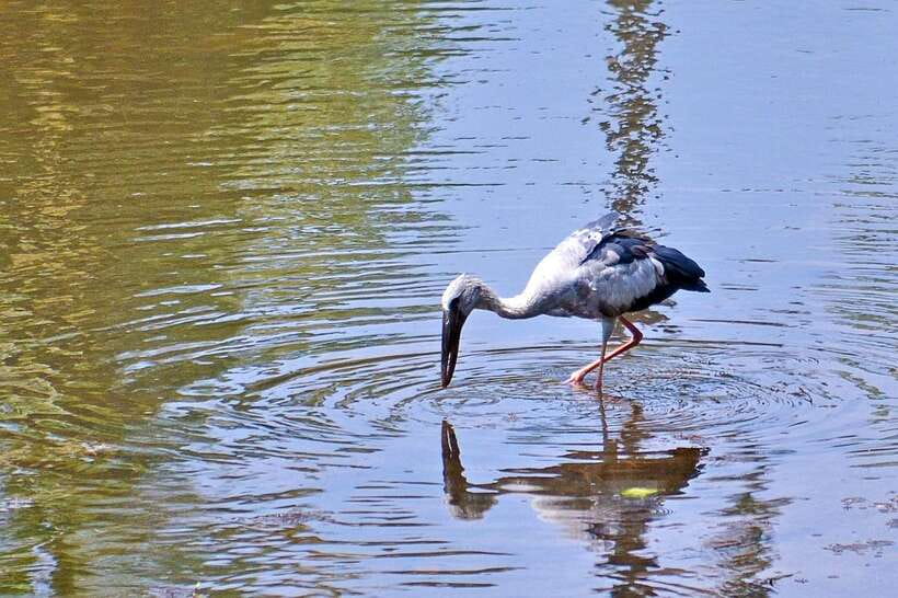 Sri Lanka Bentota: Private Mangrove Lagoon and River Cruise - Crocodiles, monitors, monkeys, and smaller creatures