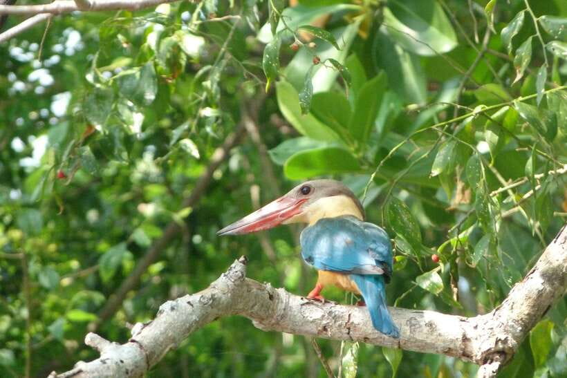 Sri Lanka Bentota: Private Mangrove Lagoon and River Cruise - What the two-hour itinerary feels like