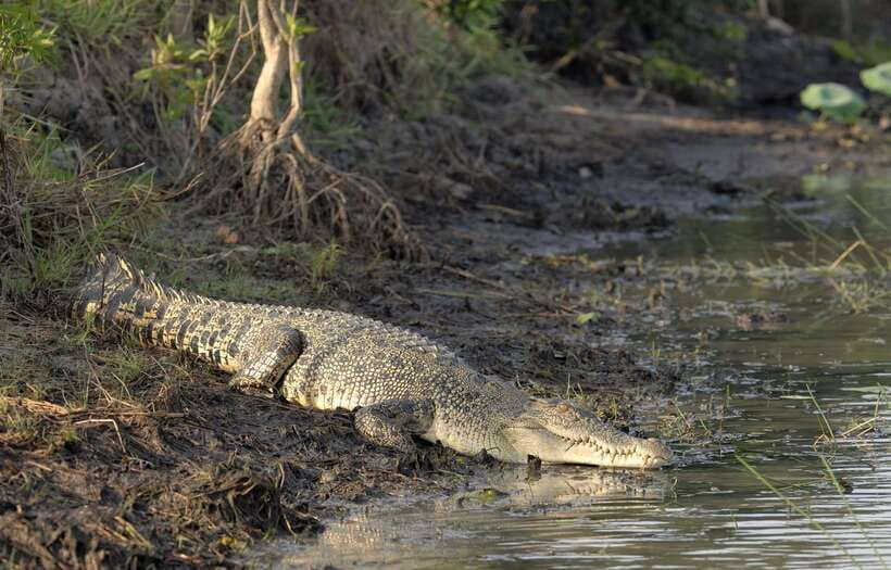 Sri Lanka Bentota: Private Mangrove Lagoon and River Cruise - Why a private boat changes the experience