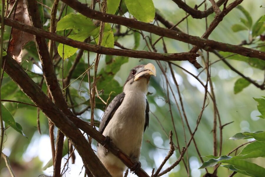 Sri Lanka Bentota: Private Mangrove Lagoon and River Cruise - Practical comfort and safety points