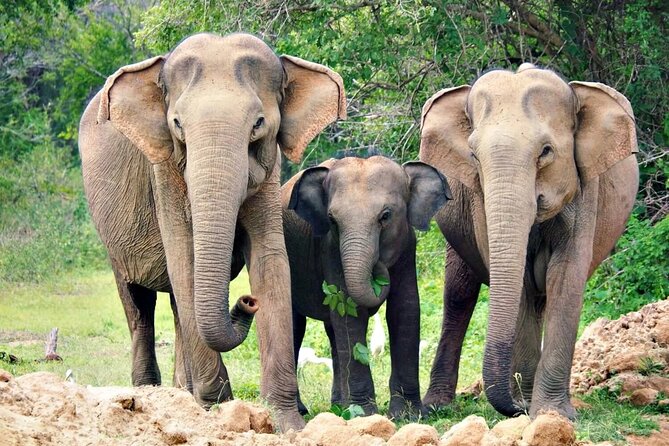 Sri Lanka Customize Multiple day tour packege - Day 1: Dambulla caves and elephants at Kaudulla or Minneriya