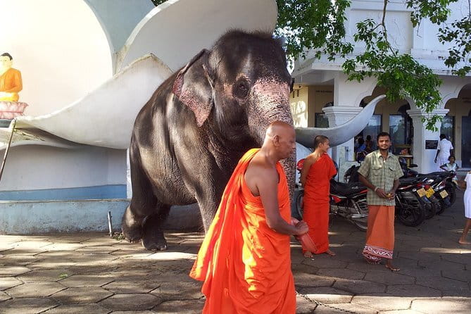 Sri Lanka Ella Private Day Tour Nine Arch & Elephant transit home - Tea country, with the making of Ceylon tea explained