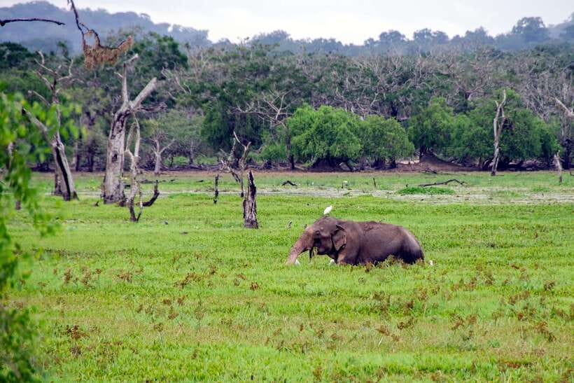 Sri Lanka Green Bless- 2-day Private Trip To Enjoy Nature - Yala before breakfast, with leopard potential
