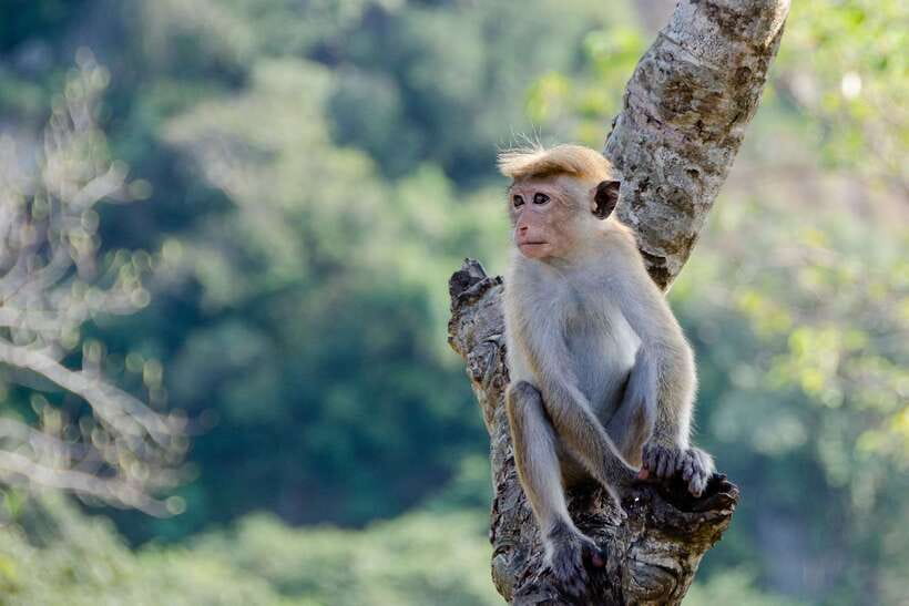 Sri Lanka Green Bless- 2-day Private Trip To Enjoy Nature - Galle Fort in about an hour