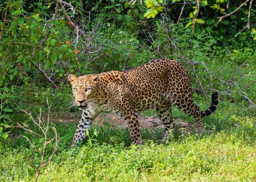 Sri Lanka Green Bless- 2-day Private Trip To Enjoy Nature - What the $298 price includes, and what it does not