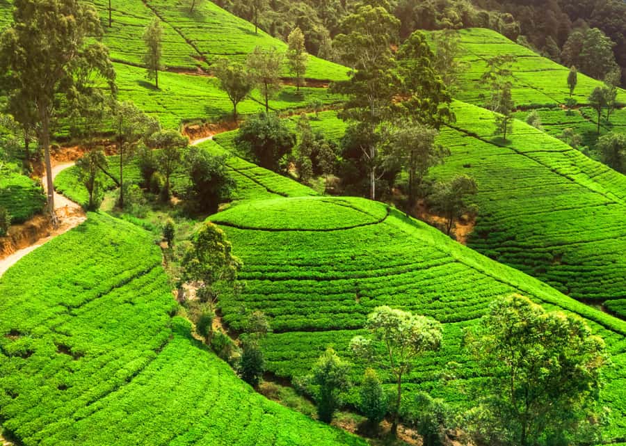 Sri Lanka Private 2-day Tour:Train Trip, Kandy, Nuwara Eliya - The Kandyan cultural show after sunset