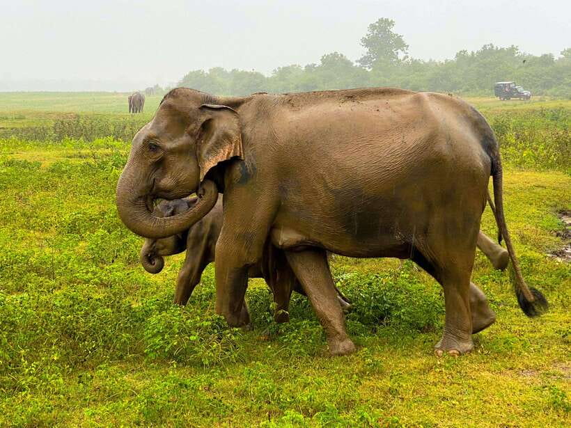 Sri Lanka Private 8-day Tour; Transport, Guide, Hotels, Food - What this eight-day Sri Lankan route gets right