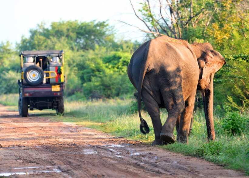 Sri Lanka Private 8-day Tour; Transport, Guide, Hotels, Food - Day 5: Tea country and the famous train to Ella