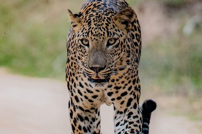 Sri Lanka private tour package 9 night 10 Day with driver+vehicle+accommodations - Why this private Sri Lanka route works