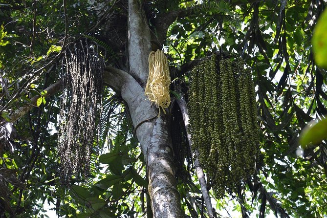Sri Lanka Sinharaja Rain Forest Tour with Transport - Price and what the $98 covers