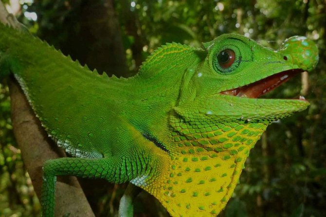 Sri Lanka Sinharaja Rain Forest Tour with Transport - How demanding is the walk?