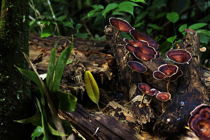 Sri Lanka Sinharaja Rain Forest Tour with Transport - Who should book this experience?