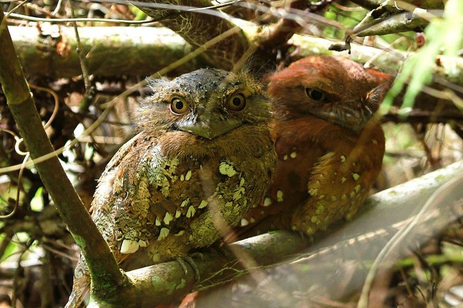 Sri Lanka Sinharaja Rain Forest Tour with Transport - Practical details before you go