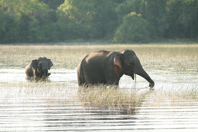 Sri Lanka tours 12-Day wildlife Tour with driver,Car or Van and accommodations - Sigiriya and the elephant parks