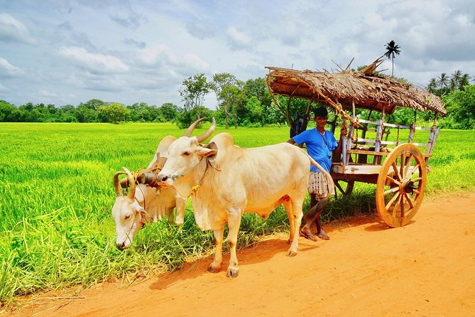 Sri Lanka Travel in 08 Nights 09 Days - Day 4: Three major cultural stops, with a packed schedule