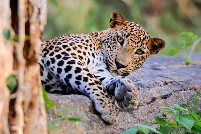 Super Luxury Jeep Safari at Yala National Park - A private start in Yala National Park