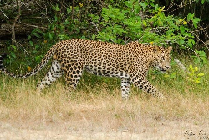 Super Luxury Jeep Safari at Yala National Park - Why the private format can be worth $77