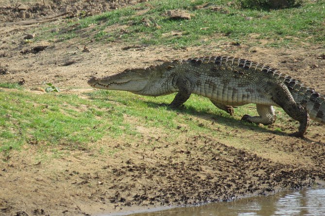 Super Luxury Jeep Safari at Yala National Park - Who should book this safari