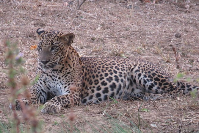 Super Luxury Jeep Safari at Yala National Park - Booking details that matter