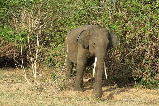 Super Luxury Jeep Safari at Yala National Park - Searching for leopards, elephants, and sloth bears