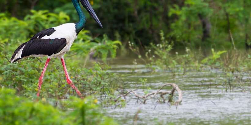 Tangalle/Hiriketiya/Mirissa/Galle: Ella Transfer & Yala Tour - Who should book this experience