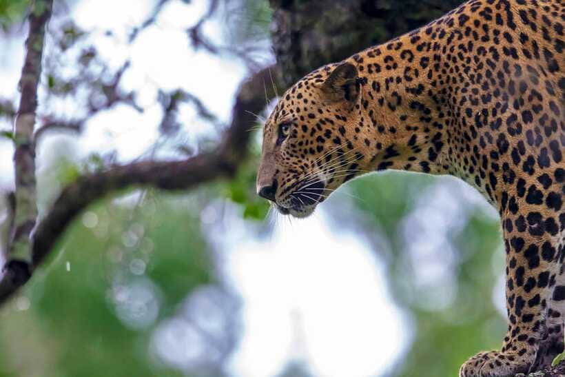 Tangalle/Hiriketiya: Yala National Park Safari in a 4x4 - Why the guide matters more than the Jeep