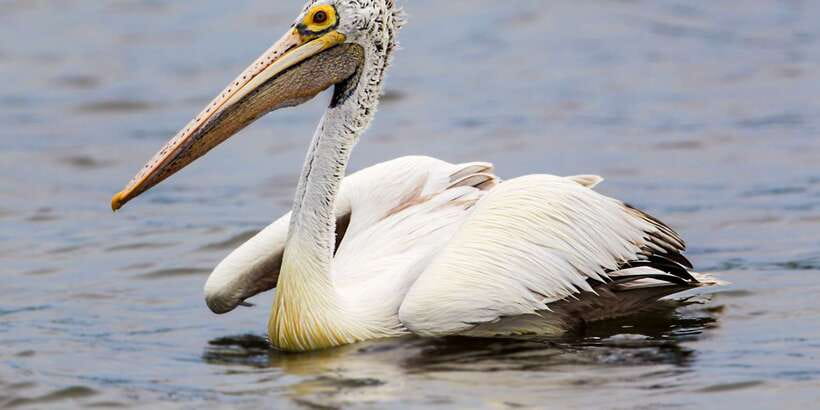 Tangalle: Safari Day Trip to Yala & Udawalawe w/ Picnic - Udawalawe from 3 PM until sunset