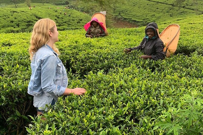 Tea Fields & Factory Tour - Why Hatton is the right place for a tea tour