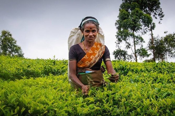 Tea Fields & Factory Tour - Seeing the weighing stations