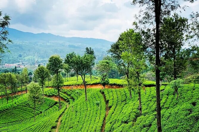 Tea Fields & Factory Tour - Inside the factory, from withering to rolling