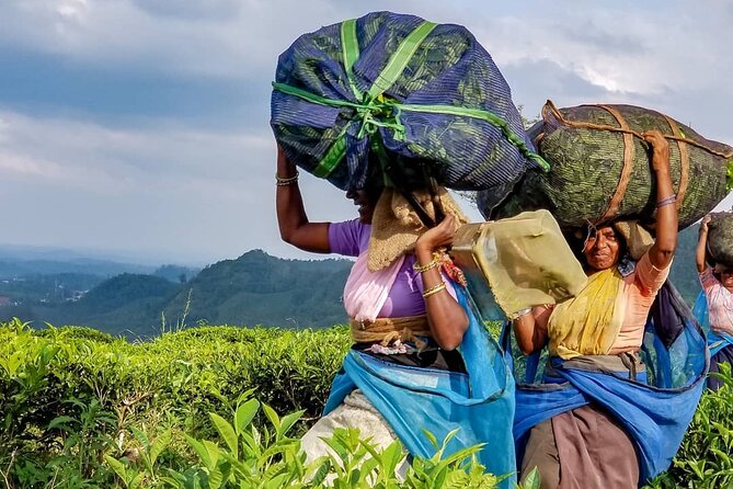Tea Fields & Factory Tour - How much value do you get for $20?
