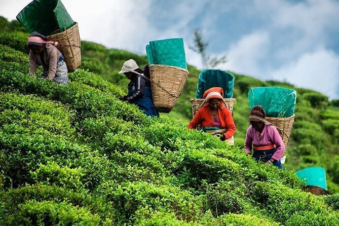 Tea Fields & Factory Tour - Walking among the tea plants in Norwood