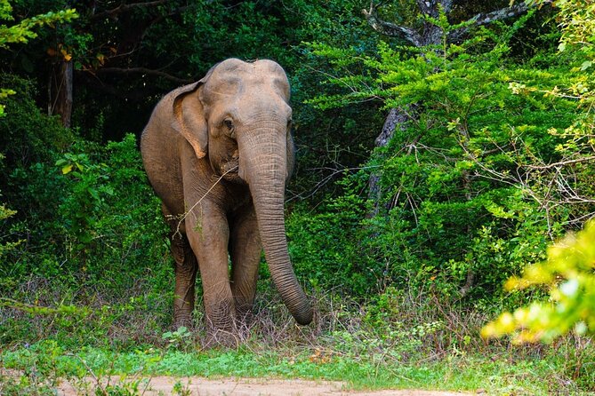 The Best Safari tour from Hambantota Port (Janaka safari) - Why Yala is the main attraction