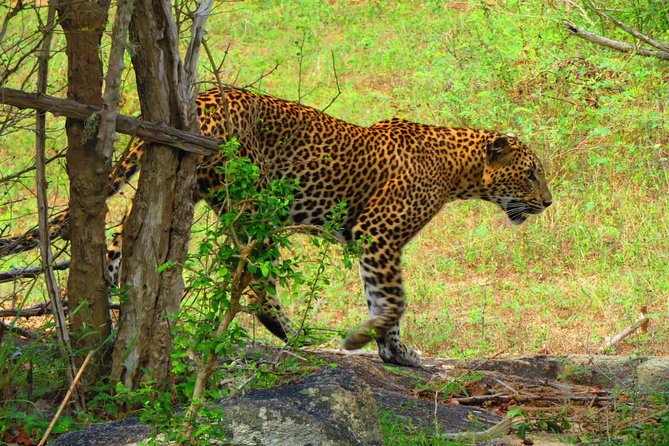 The Most Recommended Round Tour in Sri Lanka - Day 5: The Nanu Oya to Ella train