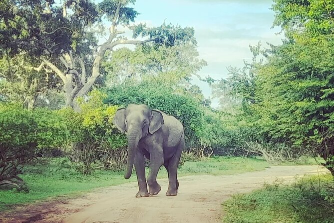 Tours and Transportation in Sri Lanka - Transfers, hotels, and the value of reliable timing