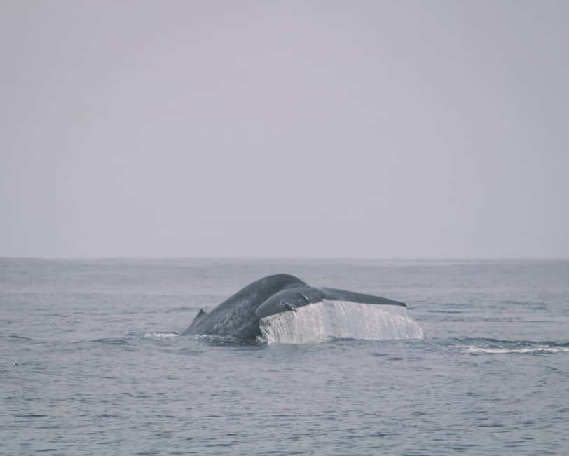 Trincomalee: Dolphin & Whale Watching Boat Tour - Sunrise on the Nilaveli Coast