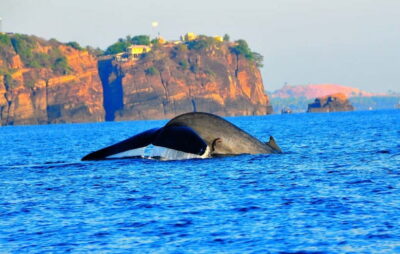 Dolphin & Whale Watching Boat Tour