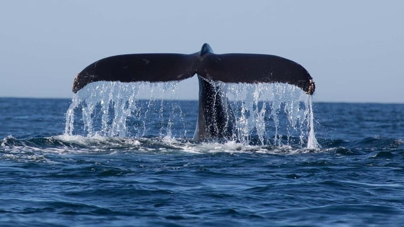 Trincomalee: Whale & Dolphin Safari Tour with Expert Guides - Setting out from Trincomalee before the heat