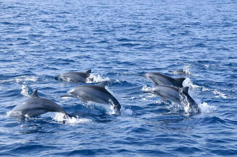 Trincomalee: Whale & Dolphin Safari Tour with Expert Guides - Why the small boat changes the experience
