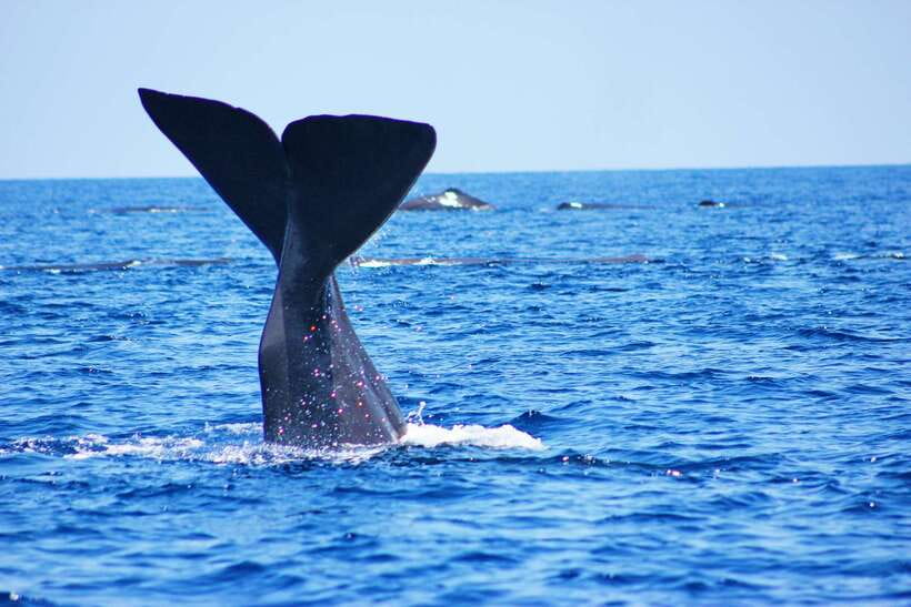 Trincomalee: Whale & Dolphin Safari Tour with Expert Guides - Looking for blue, fin, and sperm whales