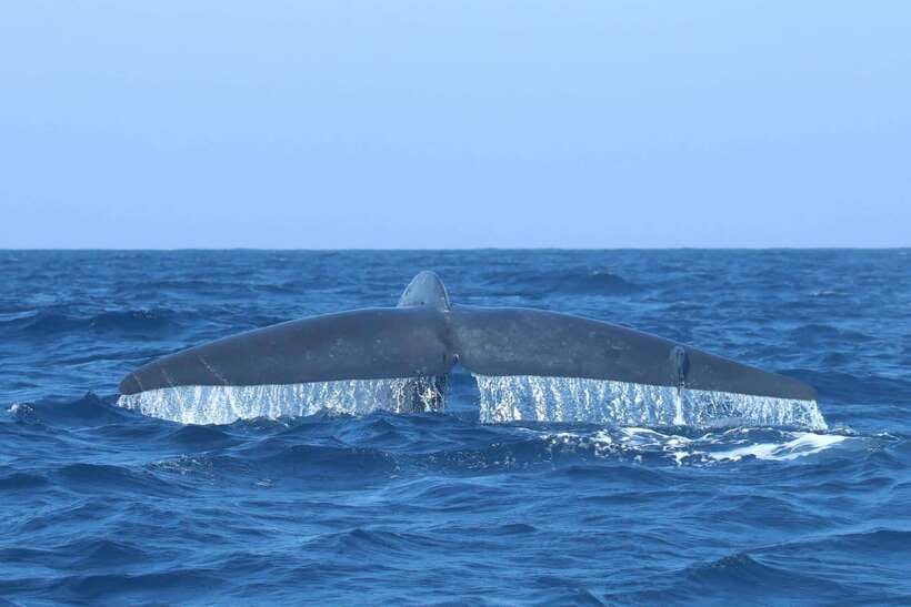 Trincomalee: Whale & Dolphin Safari Tour with Expert Guides - Price, timing, and what you receive for $71